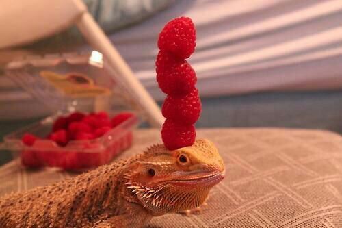 Just in case you haven't seen a lizard with raspberries stacked on his head - meme