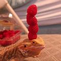 Just in case you haven't seen a lizard with raspberries stacked on his head