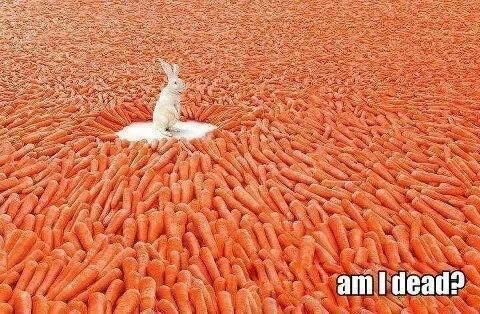 Who want carrot? - meme