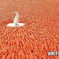 Who want carrot?