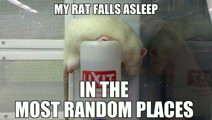 narcoleptic rat - meme
