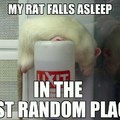 narcoleptic rat