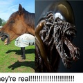 They're Real!!!!!!!!!!!!!!!
