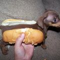 je mangerai plus jamais hot dog....