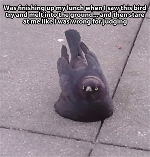Never judge the melting bird - meme