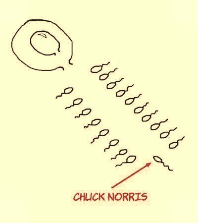 Chuck noris - meme