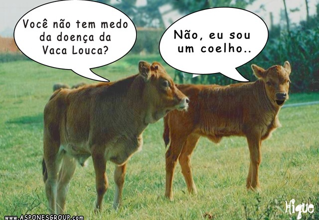 conversa de vacas - meme