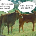 conversa de vacas