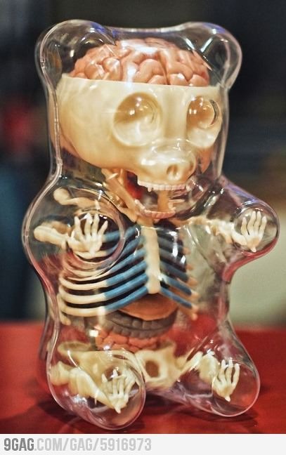 anatomy of a gummy bear - meme
