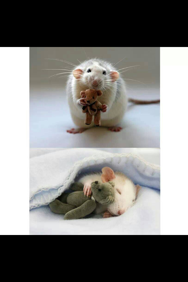 So there's this lady that makes teddies for mice. Oh my goddddd.  - meme