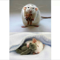 So there's this lady that makes teddies for mice. Oh my goddddd. 