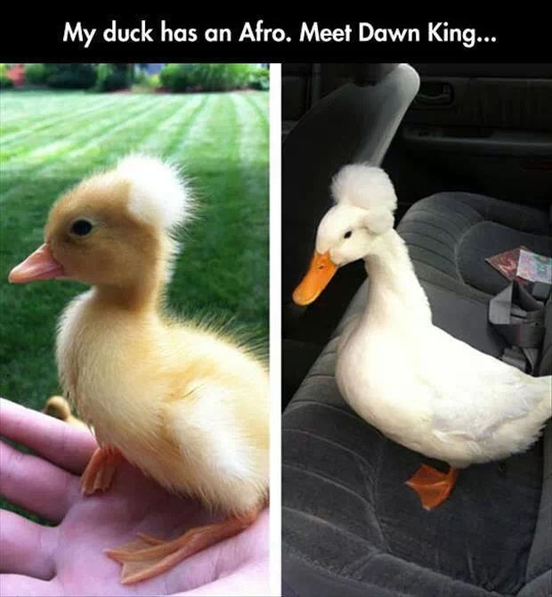 quack quack - meme