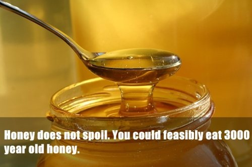 Honey is good forever!!! - meme