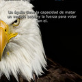 aguila