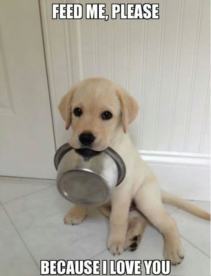 yes sir yes sir Meme by bajeewa ) Memedroid