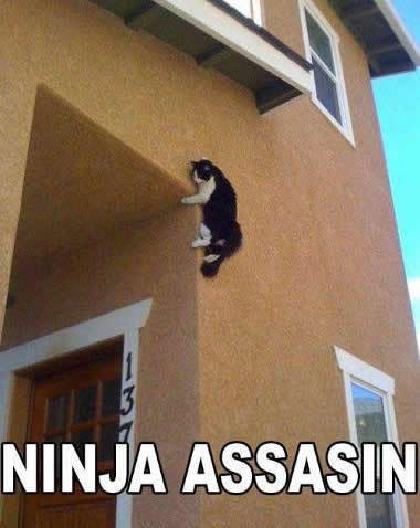 Chat Ninja - meme