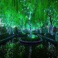 Shanghai's Magic forest