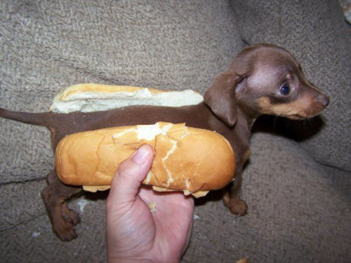 hot dog - meme