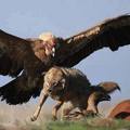 California Condor vs wolf
