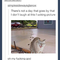 evil kitty