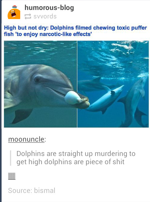 Scumbag Dolphins - meme