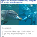 Scumbag Dolphins