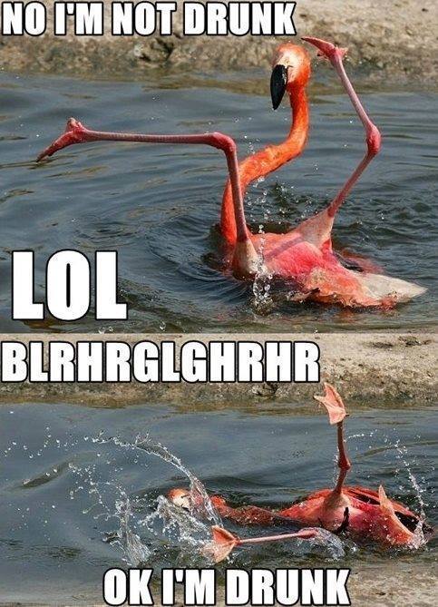 Flamingo y u so drunk - meme