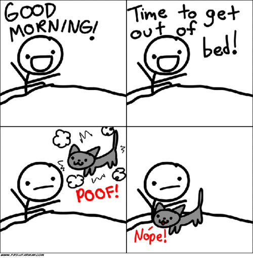 Every morning with my cat... - meme