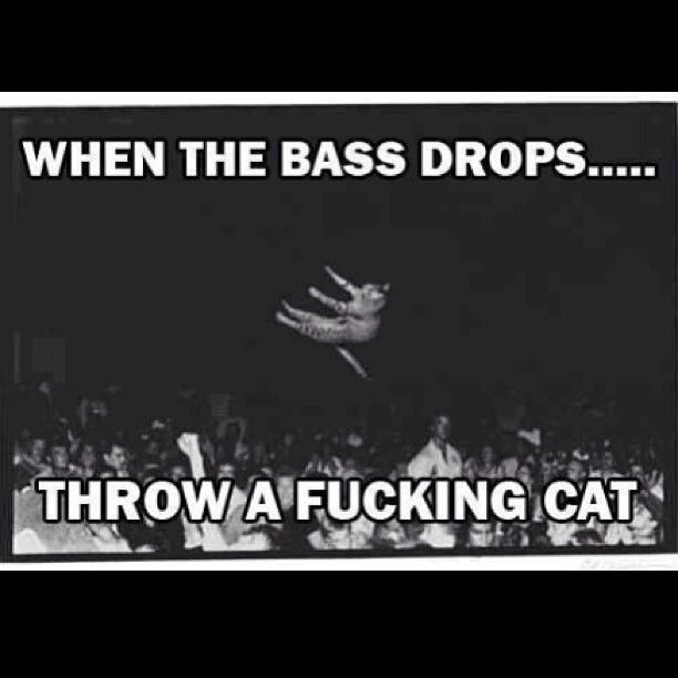 Last comment wins a cat - meme