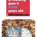 The oldest piece of chewing gum