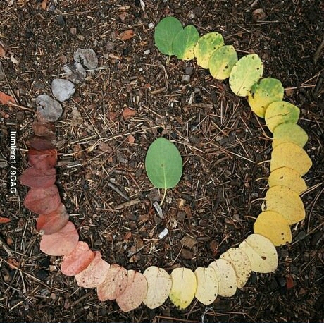 life cycle of a leaf - meme