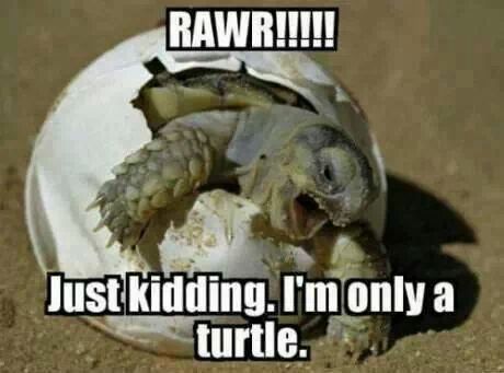 oh turtle - meme