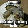 oh turtle