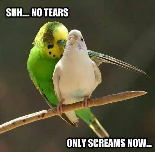 Bird Rape - meme