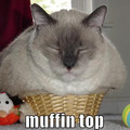 muffins taste nicer than cats