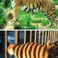 I Has The Body Of The Tiger