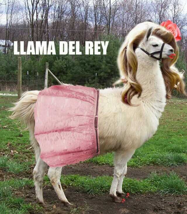 title is a Llama - meme