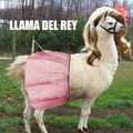 title is a Llama