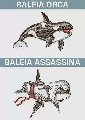 As Baleias - meme