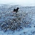In Lovlund, Norway, the ice froze so fast thousands of fish got caught in the ice and died!!!
