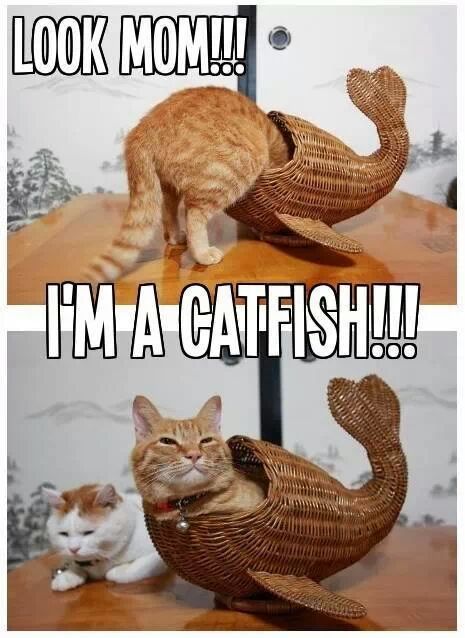 cat-fish!!! - meme