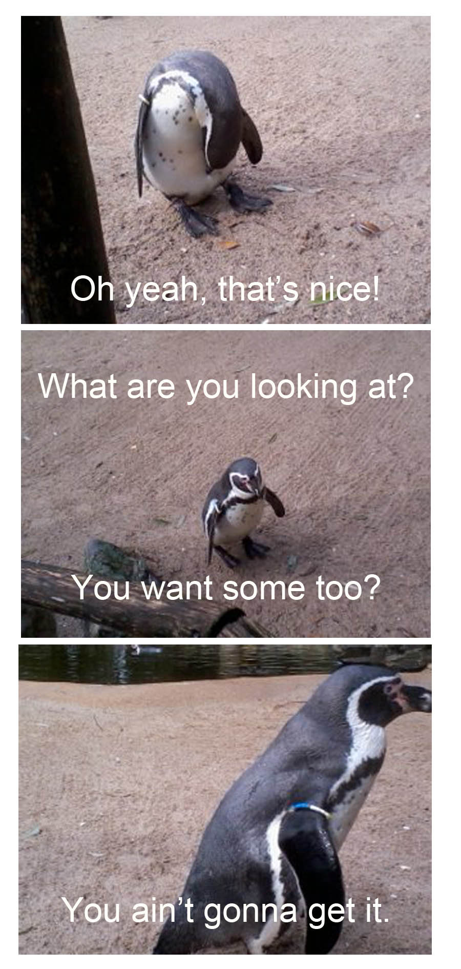 Penguin - meme
