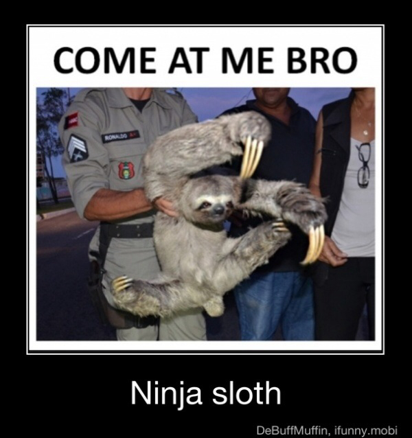 Ninja sloth - meme