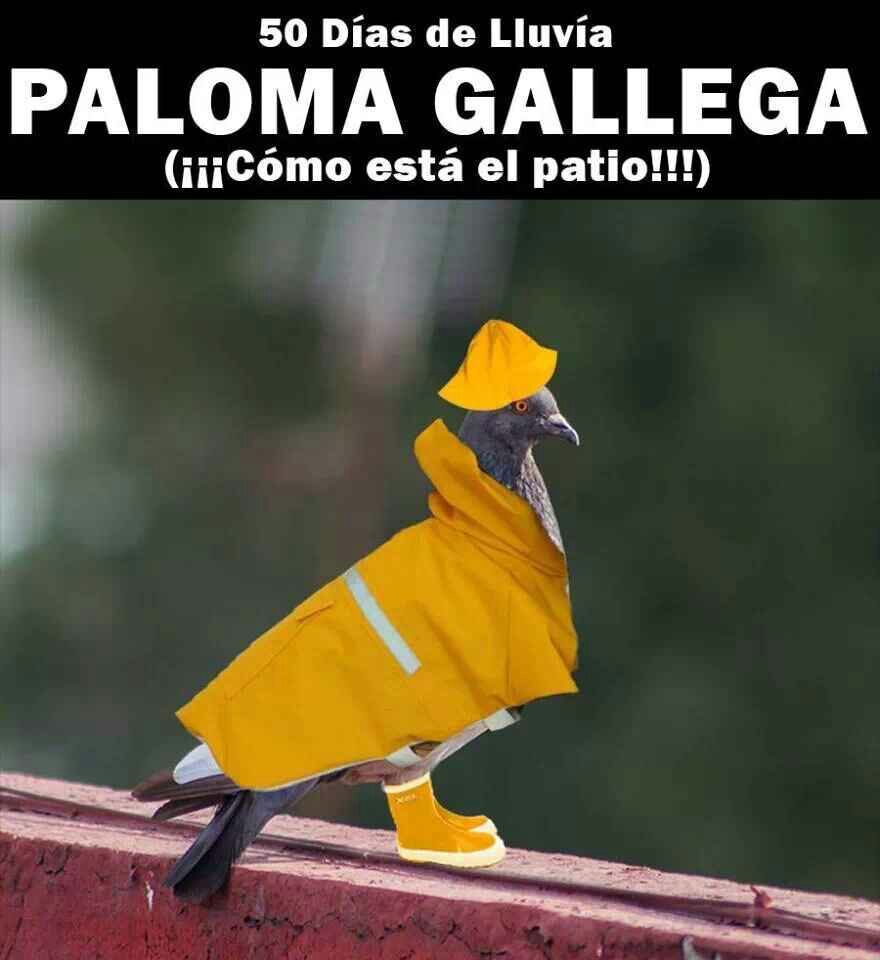 Gallego - meme