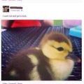 i want to be a duck