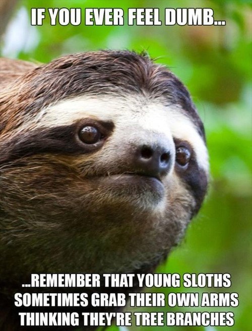 Silly sloths - meme
