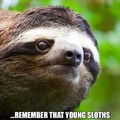 Silly sloths