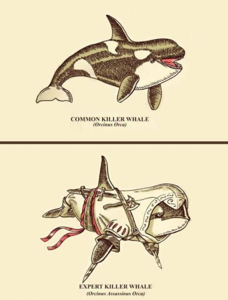 Assassins creed it's a whale of a story - meme