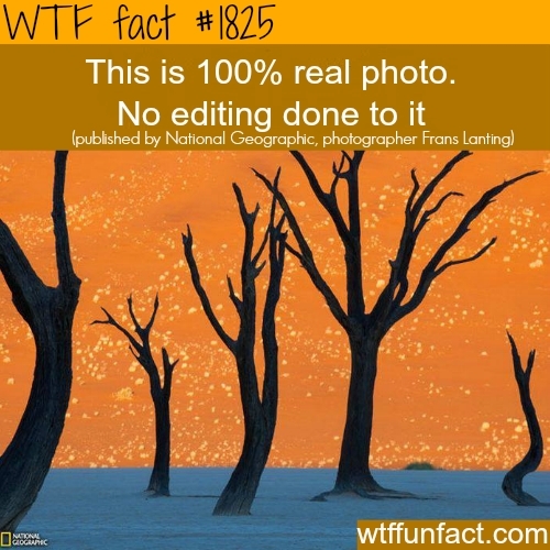 HOLY CRAP National Geographic, this is real! - meme