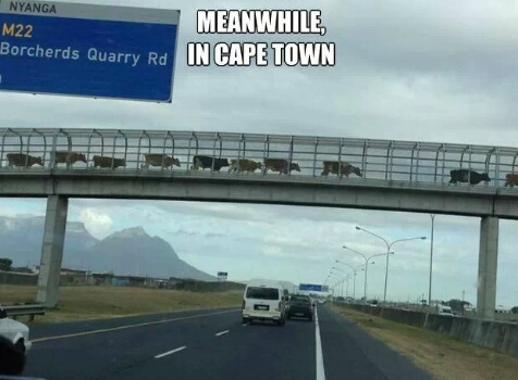 Cape Town South Africa - meme